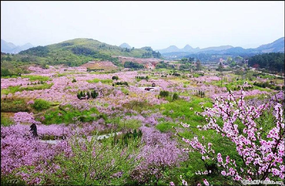 【春天,广西桂林灌阳县向您发出邀请!】官庄村有个醉美的桃花园 - 游山玩水 - 萍乡生活社区 - 萍乡28生活网 px.28life.com