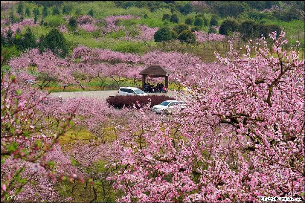 【春天,广西桂林灌阳县向您发出邀请!】官庄村有个醉美的桃花园 - 游山玩水 - 萍乡生活社区 - 萍乡28生活网 px.28life.com