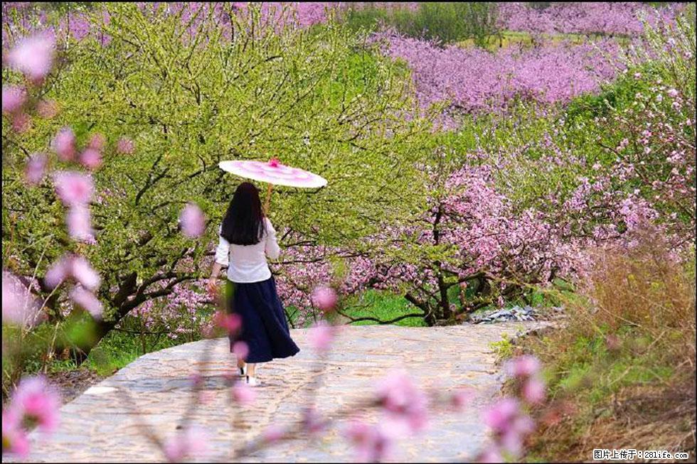【春天,广西桂林灌阳县向您发出邀请!】官庄村有个醉美的桃花园 - 游山玩水 - 萍乡生活社区 - 萍乡28生活网 px.28life.com