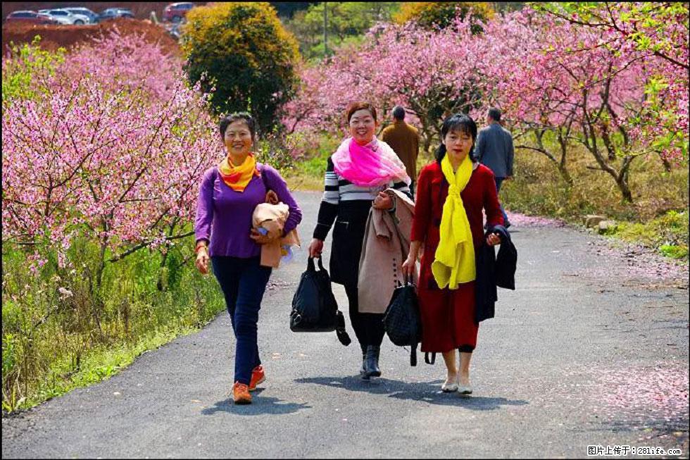 【春天,广西桂林灌阳县向您发出邀请!】官庄村有个醉美的桃花园 - 游山玩水 - 萍乡生活社区 - 萍乡28生活网 px.28life.com