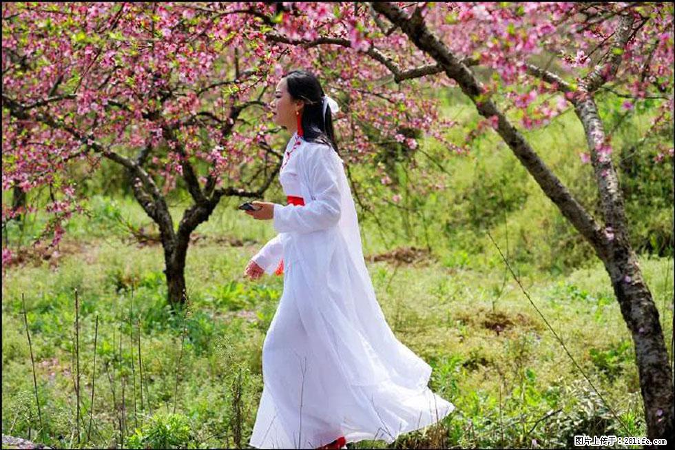 【春天,广西桂林灌阳县向您发出邀请!】官庄村有个醉美的桃花园 - 游山玩水 - 萍乡生活社区 - 萍乡28生活网 px.28life.com