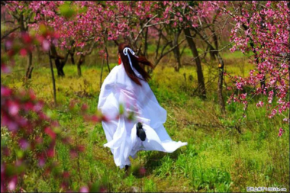 【春天,广西桂林灌阳县向您发出邀请!】官庄村有个醉美的桃花园 - 游山玩水 - 萍乡生活社区 - 萍乡28生活网 px.28life.com