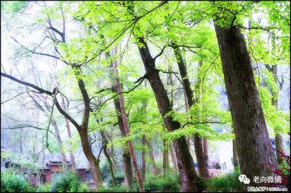 【春天,广西桂林灌阳县向您发出邀请!】在小龙村与春天约会 - 游山玩水 - 萍乡生活社区 - 萍乡28生活网 px.28life.com