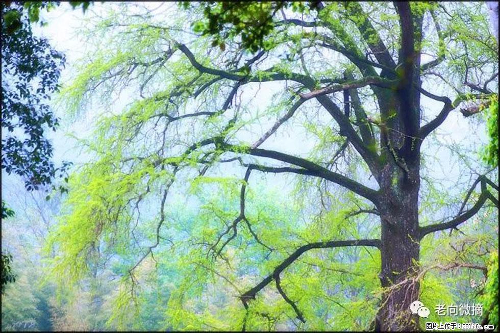 【春天,广西桂林灌阳县向您发出邀请!】在小龙村与春天约会 - 游山玩水 - 萍乡生活社区 - 萍乡28生活网 px.28life.com