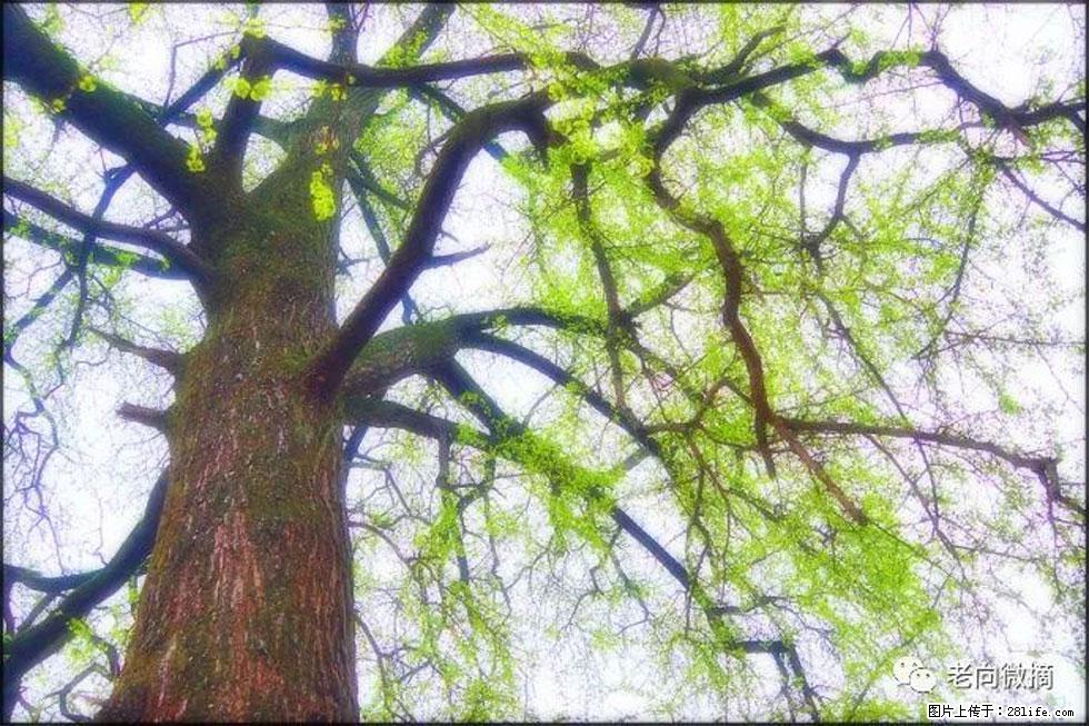 【春天,广西桂林灌阳县向您发出邀请!】在小龙村与春天约会 - 游山玩水 - 萍乡生活社区 - 萍乡28生活网 px.28life.com