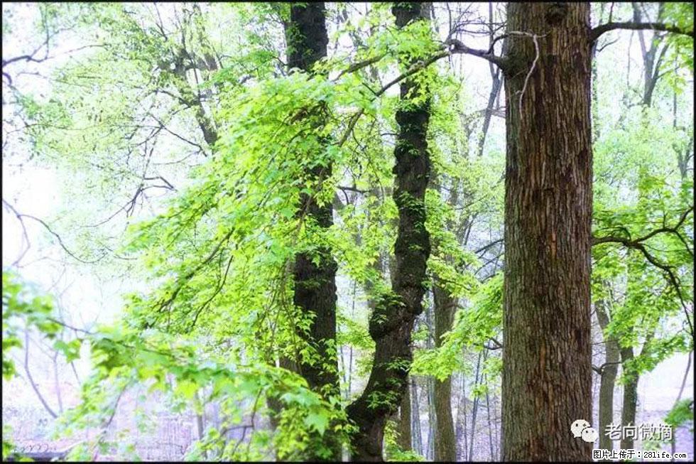 【春天,广西桂林灌阳县向您发出邀请!】在小龙村与春天约会 - 游山玩水 - 萍乡生活社区 - 萍乡28生活网 px.28life.com