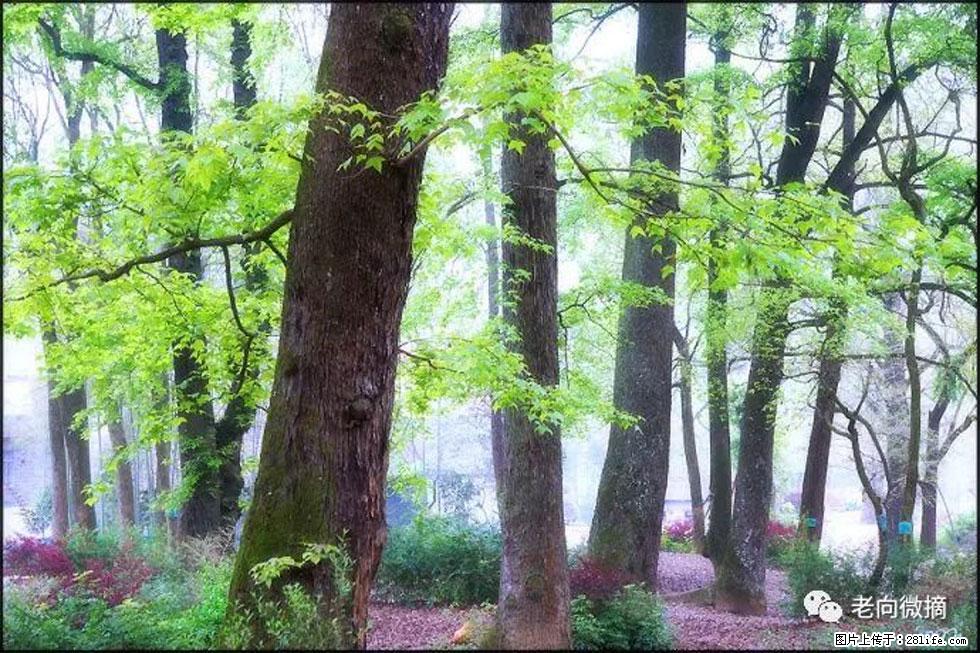 【春天,广西桂林灌阳县向您发出邀请!】在小龙村与春天约会 - 游山玩水 - 萍乡生活社区 - 萍乡28生活网 px.28life.com