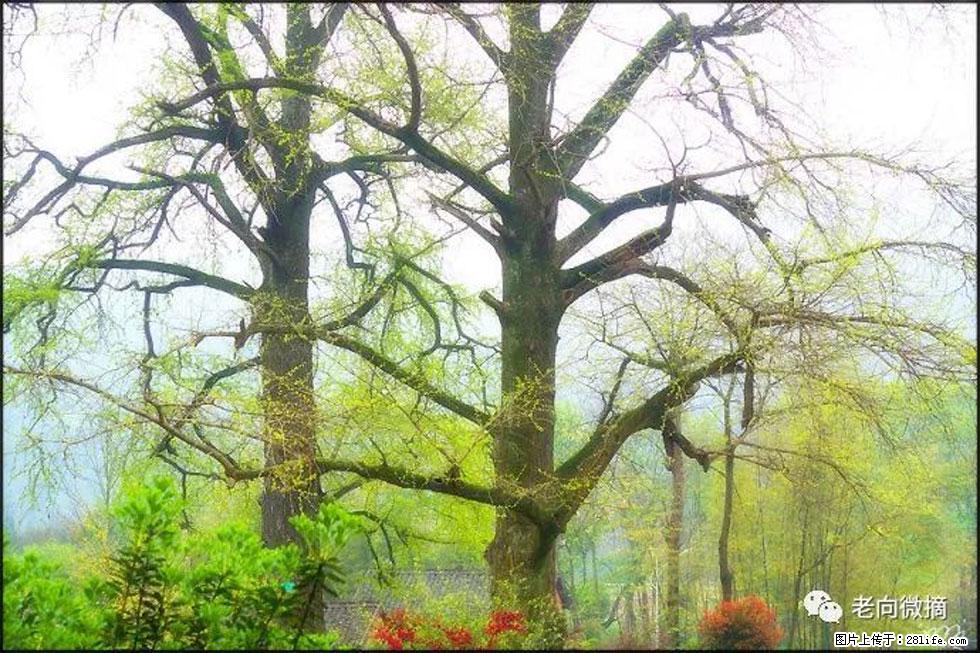 【春天,广西桂林灌阳县向您发出邀请!】在小龙村与春天约会 - 游山玩水 - 萍乡生活社区 - 萍乡28生活网 px.28life.com