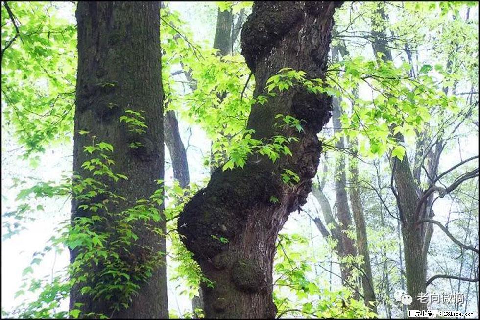 【春天,广西桂林灌阳县向您发出邀请!】在小龙村与春天约会 - 游山玩水 - 萍乡生活社区 - 萍乡28生活网 px.28life.com