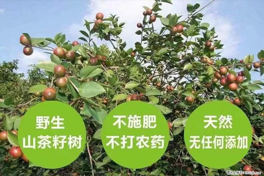 【灌阳县油茶产业示范区】一个有着充实的精神生活的人,对待身外之物自会有一种淡泊的态度 - 土特产 - 饮食特产 - 萍乡分类信息 - 萍乡28生活网 px.28life.com