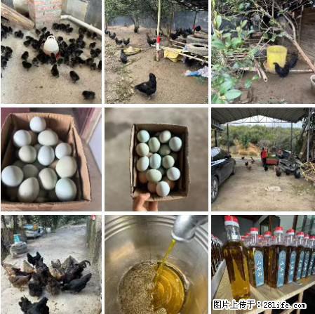 油茶园从小鸡仔开始养起的纯土鸡、土鸡蛋可以预定啦！还有前几天刚榨的纯山茶油哦 - 土特产 - 饮食特产 - 萍乡分类信息 - 萍乡28生活网 px.28life.com