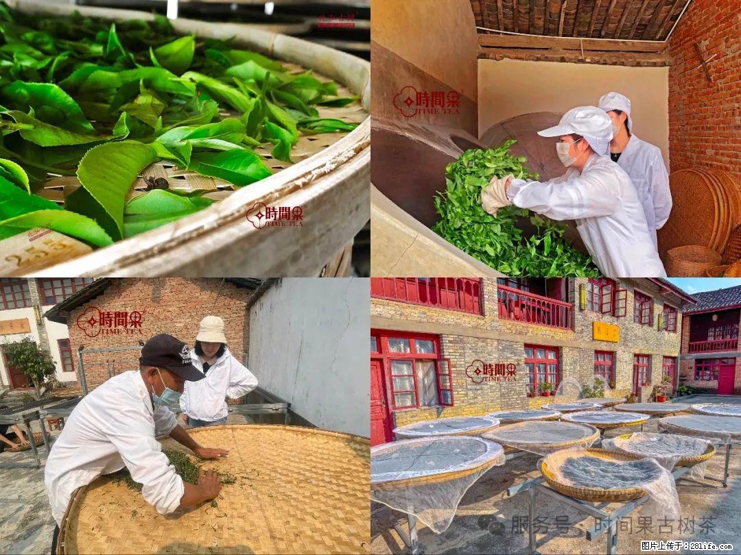时间果百年古树龙珠普洱生茶 - 购物交流 - 萍乡生活社区 - 萍乡28生活网 px.28life.com