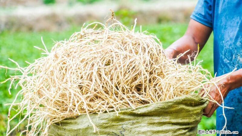 堪称“最难吃”的蔬菜，却是 “抗辐射神器”，还能护肺、清热、止咳化痰！ - 萍乡生活资讯 - 萍乡28生活网 px.28life.com