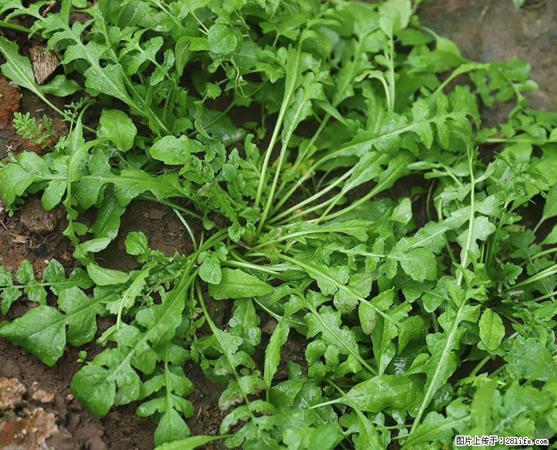 这些蔬菜是“天然钙片”，这6种被医生重点推荐 - 萍乡生活资讯 - 萍乡28生活网 px.28life.com