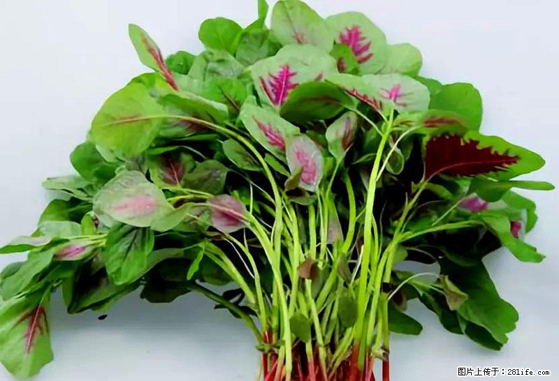 这些蔬菜是“天然钙片”，这6种被医生重点推荐 - 萍乡生活资讯 - 萍乡28生活网 px.28life.com