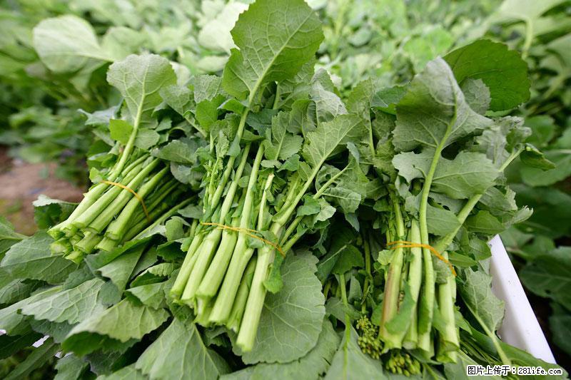 这些蔬菜是“天然钙片”，这6种被医生重点推荐 - 萍乡生活资讯 - 萍乡28生活网 px.28life.com